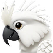 sulfer crested cockatoo  sticker