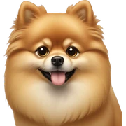 pomeranian  sticker