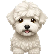 Maltipoo sticker