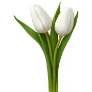 White tulips sticker