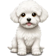 Maltipoo white puppy sticker