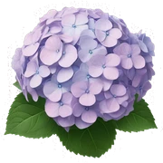 hydrangea sticker