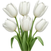 White tulips sticker