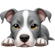 Gray Pitbull puppy laying  sticker