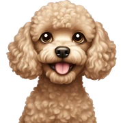 Toy poodle sticker