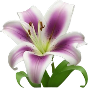 lily flower sticker