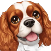 Cavalier King Charles sticker