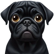 Black pug sticker