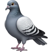 Pigeon  sticker