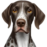 German Shorthaired Pointer sticker