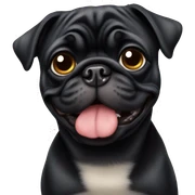 Black pug  sticker