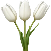 white tulips sticker