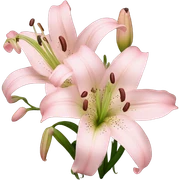 light pink lilium sticker