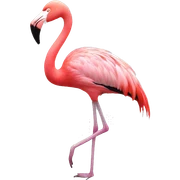 Flamingo sticker