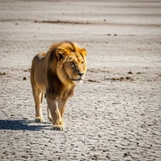 Lion sticker