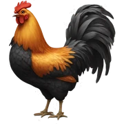 Pollo sticker