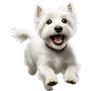 Westie running sticker