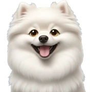 happy white pomeranian  sticker
