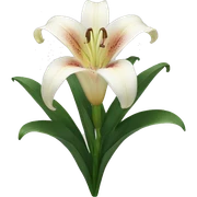 lily sticker