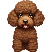 Poodle with brown fur and a bit thick  sticker