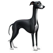 Black greyhound sticker