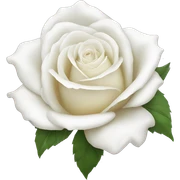White rose sticker
