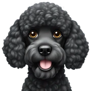 black poodle  sticker