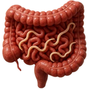 Hyperrealistic 4K anatomical section of a human body showing the ...