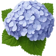 Hydrangea sticker