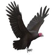 Turkey vulture sticker