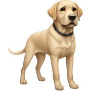 Labrador de color negro sticker
