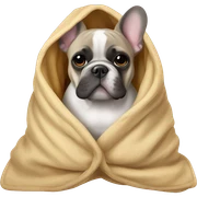 French bulldog in a blanket  sticker