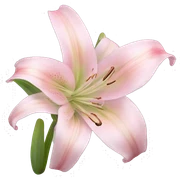 light pink lilium sticker