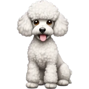 Poodle  sticker
