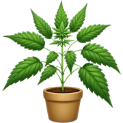Cannabis sticker