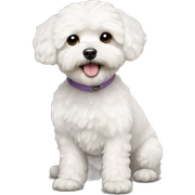 White maltipoo sticker