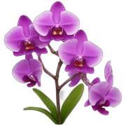 orchid sticker