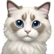 Ragdoll kitten laying sticker