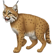 Bobcat Goldwaith sticker