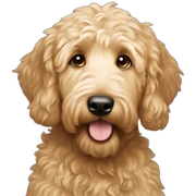 Goldendoodle sticker