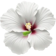 White Hibiscus Flower sticker