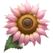 Sunflower (Pink Variation) "A surreal pastel pink sunflower with glowing petals, a shimmering golden center, and tiny stars floating around its edges." sticker