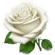 White roses sticker