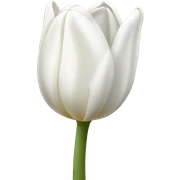 White tulip sticker