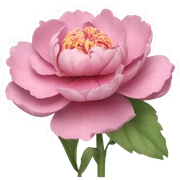 Pivoine  sticker