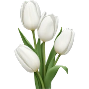 White tulips sticker
