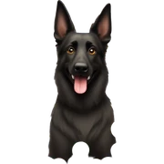 Belgian shepherd dog playing with balls sticker