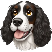 springer spaniel tricolor sticker
