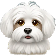 Fluffy maltese with brown ears  sticker