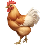 Chicken sticker